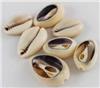 Cowrie Shells Cut