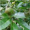 Soursop Leaves